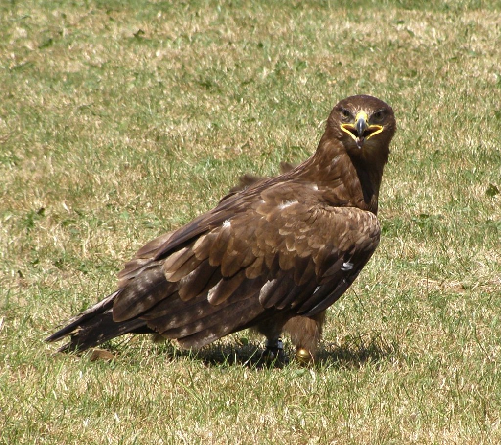 Golden Eagle, Elgin FOD8 Flickr