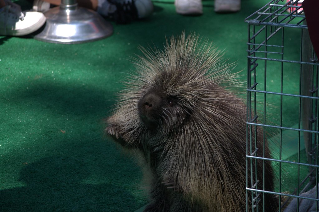 Porcupine Porcupine at the San Diego Zoo Robert Bogdon Flickr