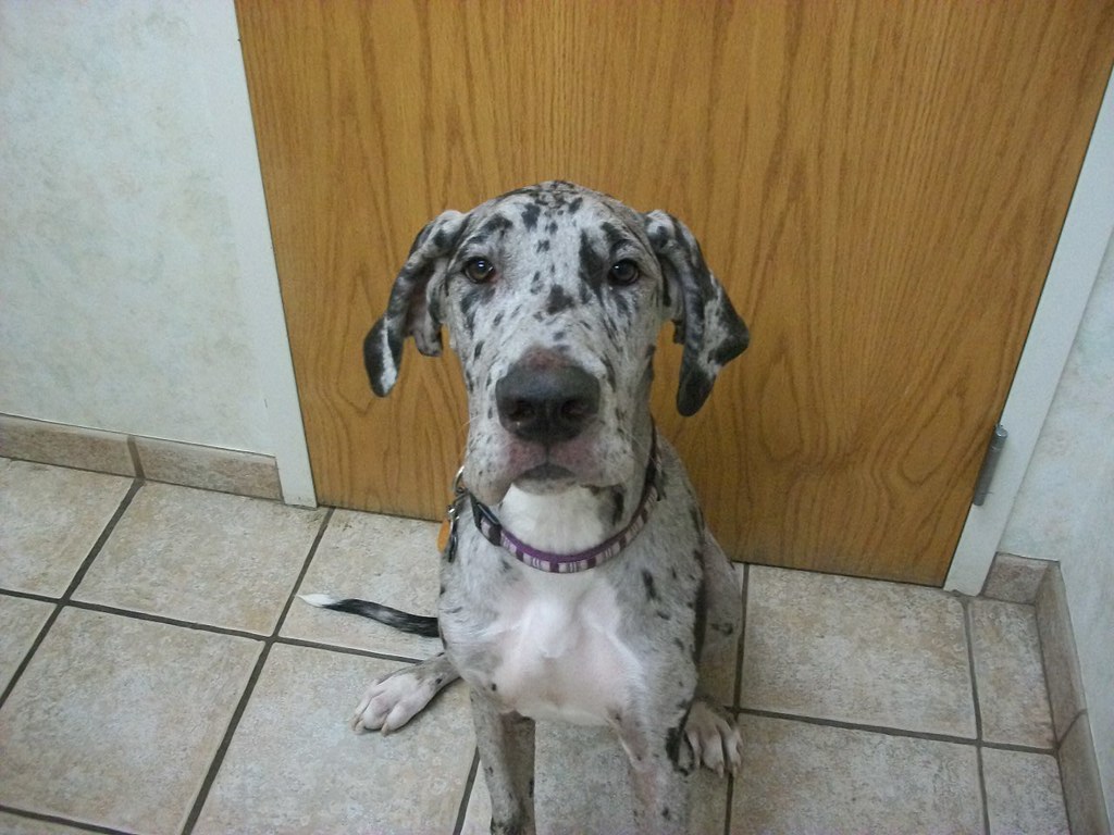 Great Dane blue merle coloring a photo on Flickriver