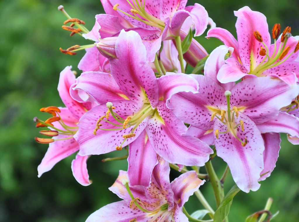 Pink Lilies The flower is the poetry of reproduction. It i… Flickr