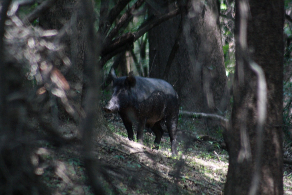 Mama hog Hog in bottoms of locust bayou Arkansas priddyboy5 Flickr