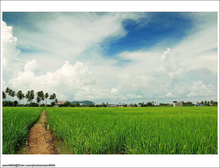 Jelapang Padi, Jerlun Kedah Shamrie Sainin Flickr