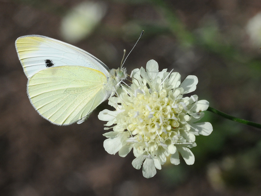 Cabbage White Butterfly A cabbage white butterfly on what … Flickr