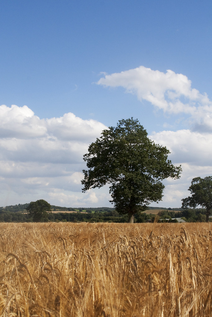222 10 August Fields of Gold Darren Flickr