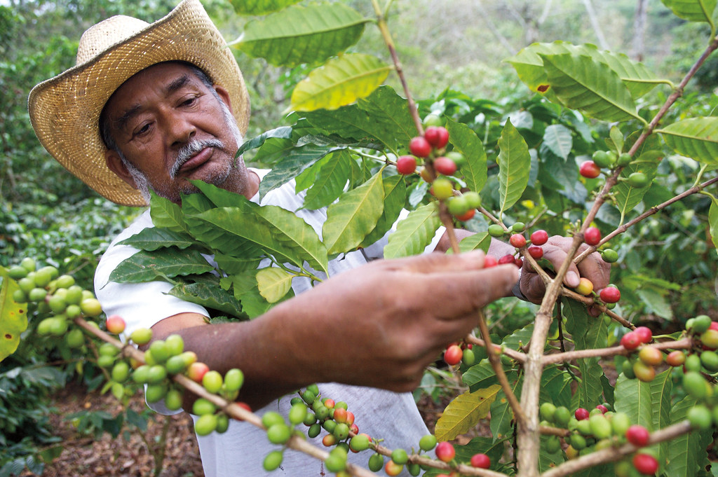 Coffee farmer Nestlé Flickr