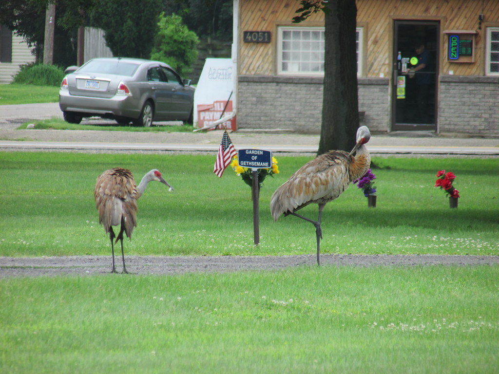 Cranes Napoleon, Michigan creed_400 Flickr