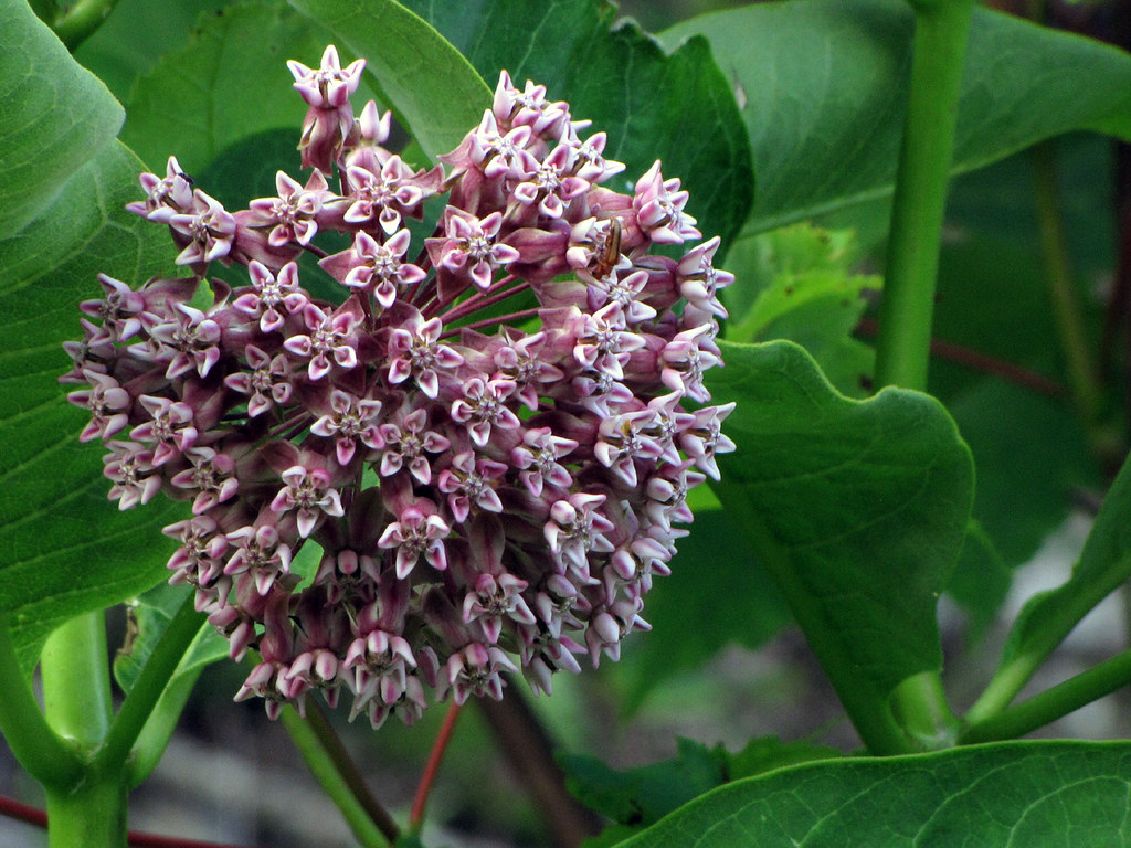 Common Milkweed Milkweed blooming across from Stack Rock O… Flickr