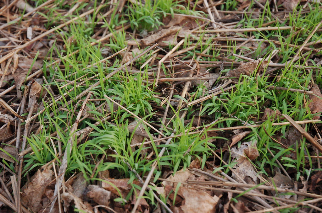 Millet Sprouting Up I planted this millet with Maki in min… Flickr