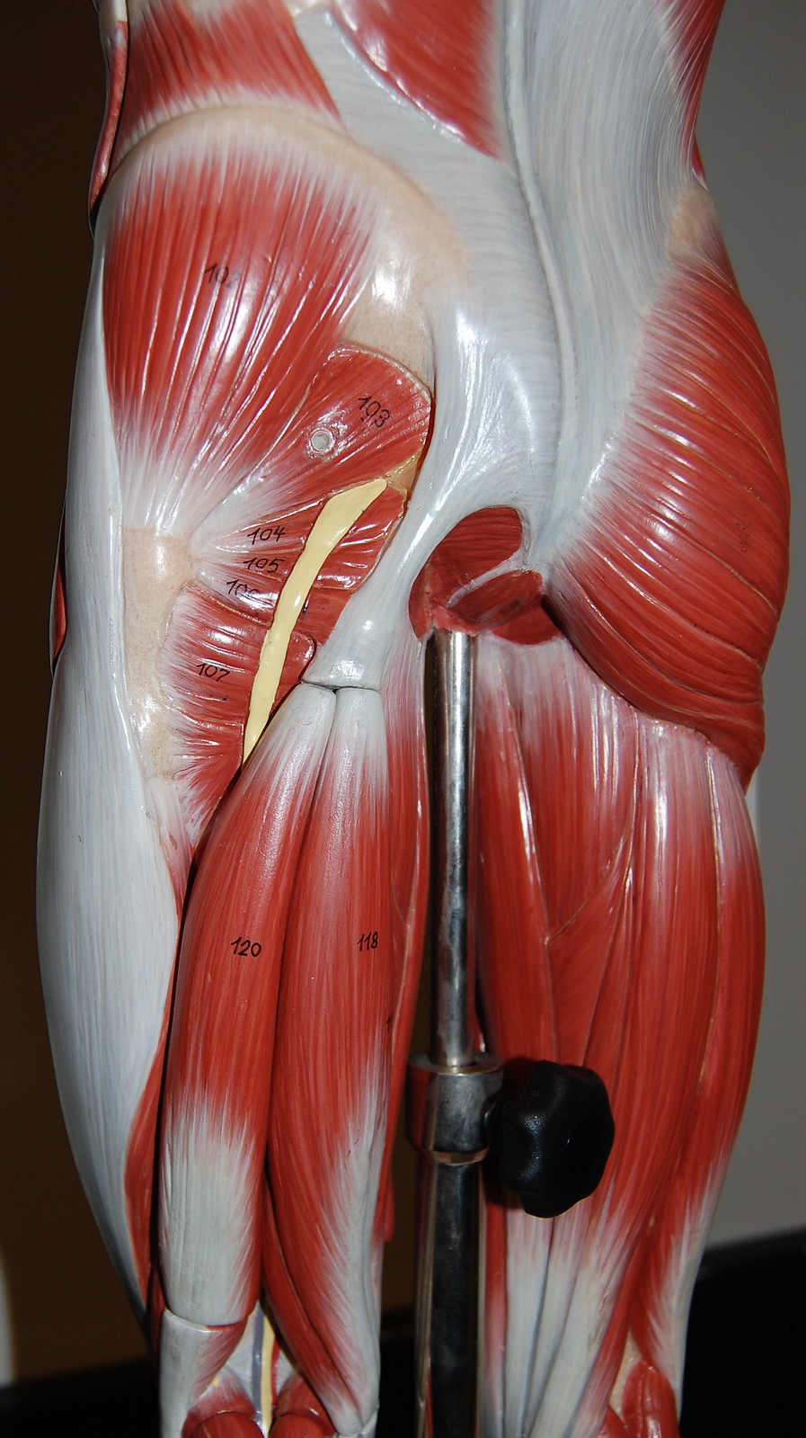 Anatomy and Physiology Laboratory Models Flickr