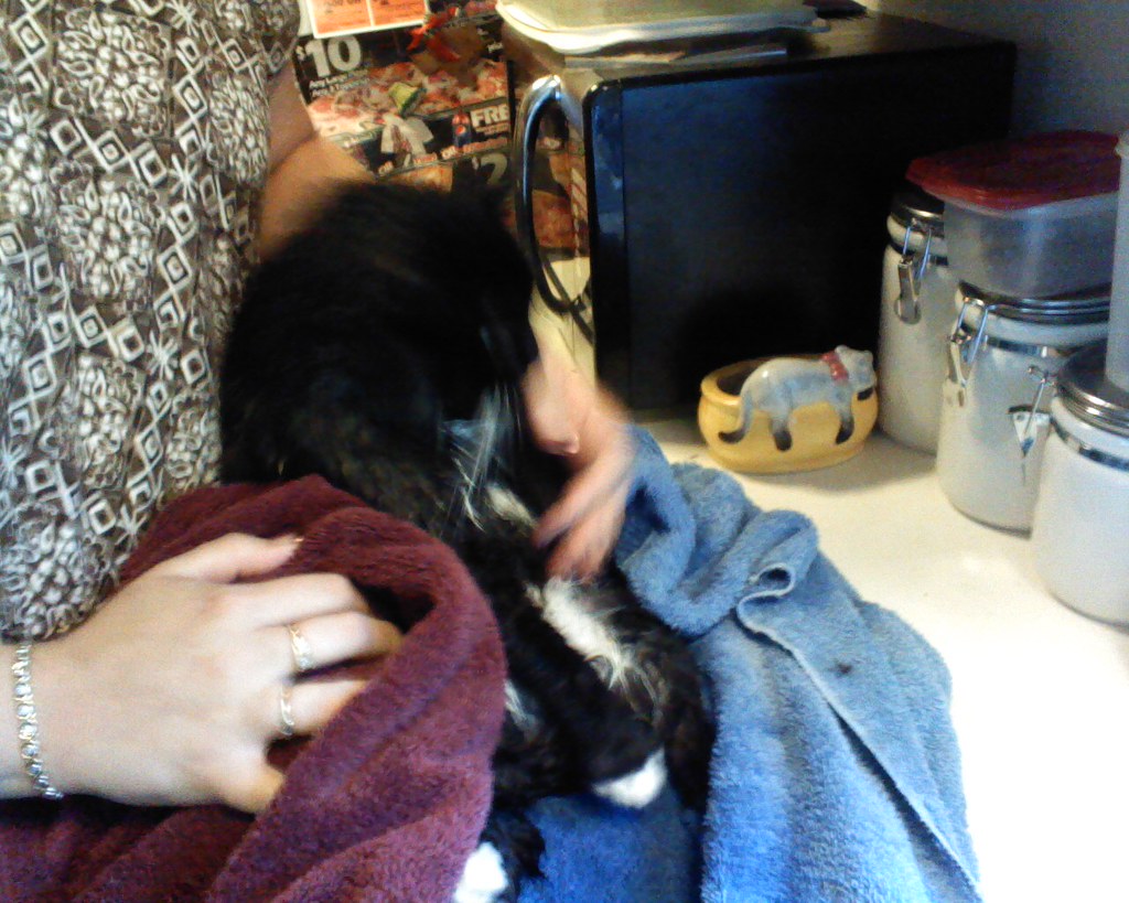 Cat bath Drying off our cat after her bath Dennis & Cassie Flickr