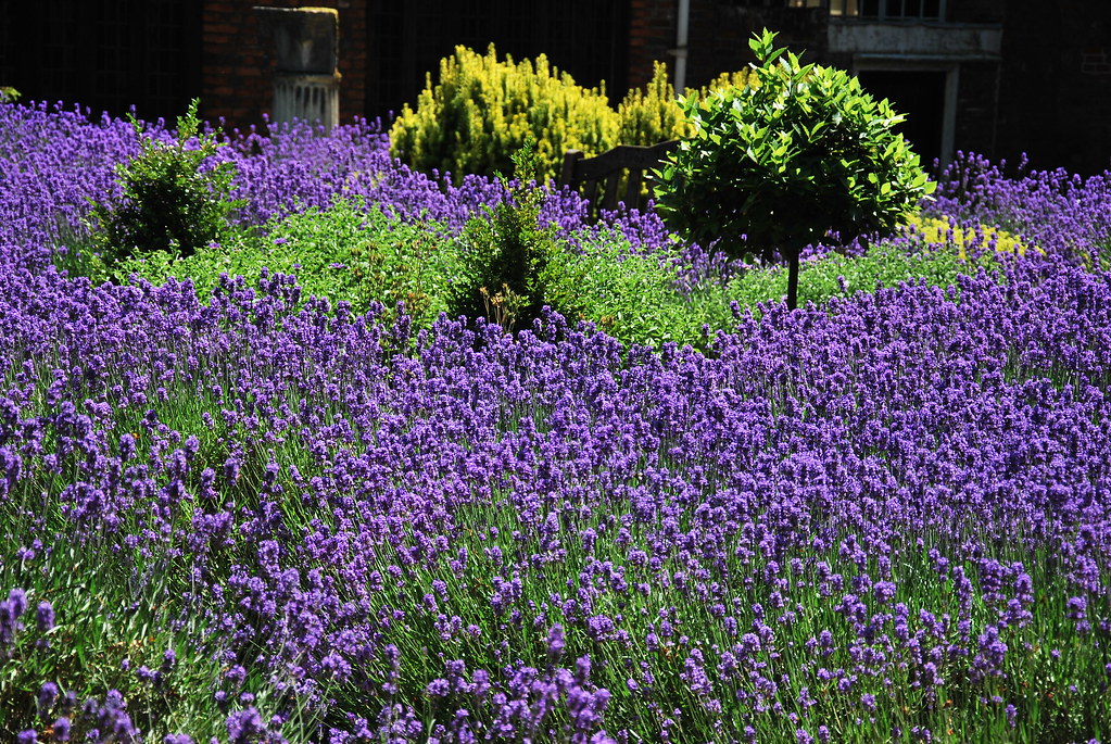 Lavender garden, Christchurch Park, Ipswich a photo on Flickriver