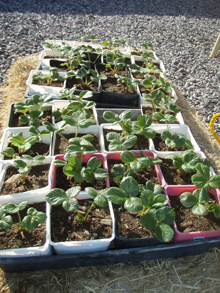 Strawberry Plants for sale full circle farm Flickr
