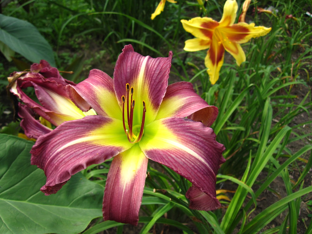 Hemerocallis ‘Starmans Quest’ Daylily (Hemerocallis) ‘Star… Flickr