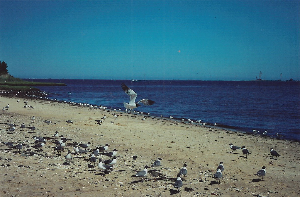 Fly Mystic Island, NJ. Film Kathryn Flickr