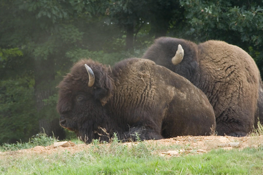 IMG_6942 Bison. North Carolina Zoo. Asheboro, NC. jzunc Flickr