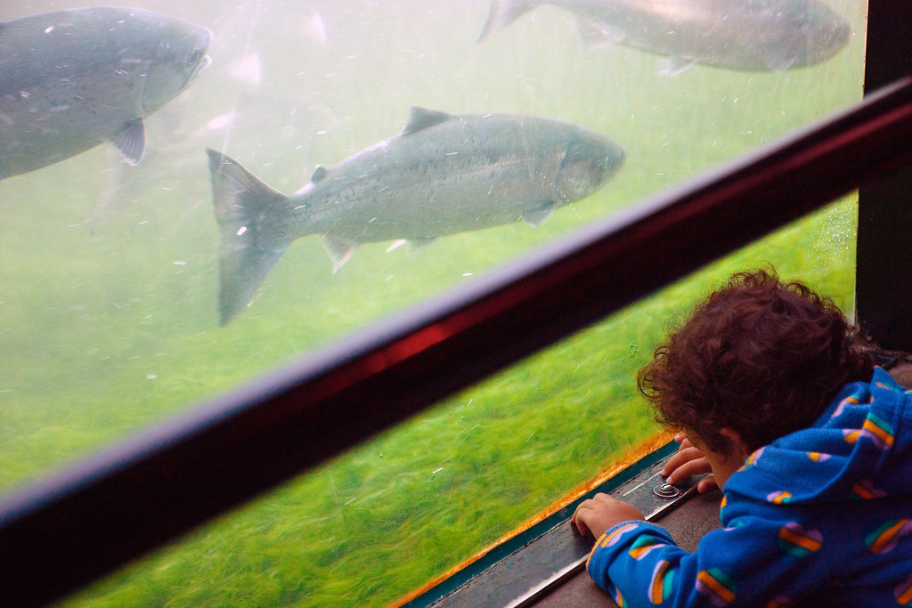 Salmon run at the Ballard Locks Amanda N. Flickr
