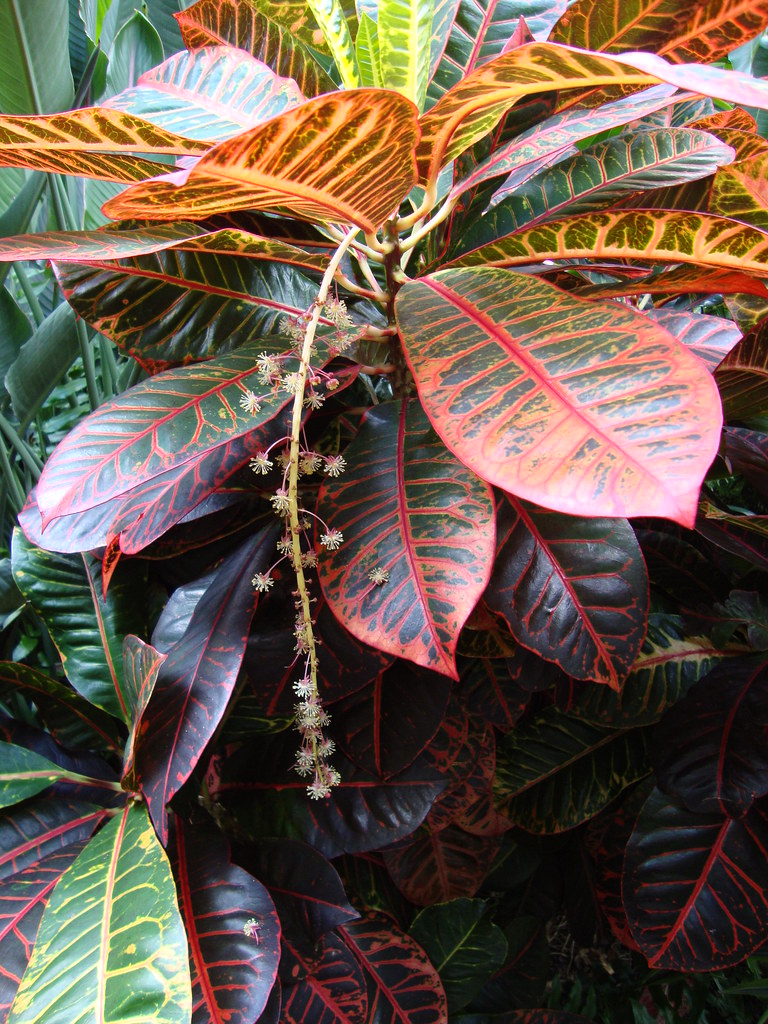 Croton in bloom I had no idea that croton produced a flowe… Flickr
