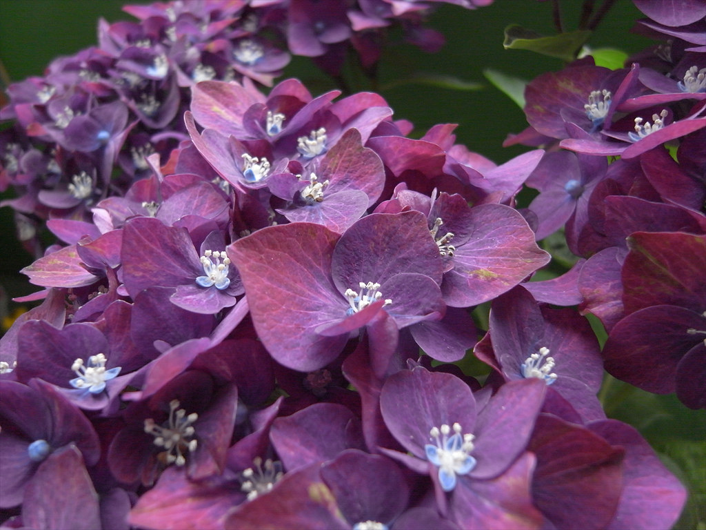 purple upjohn_freak Flickr