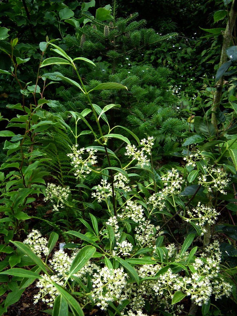 Viburnum henryi peganum Flickr
