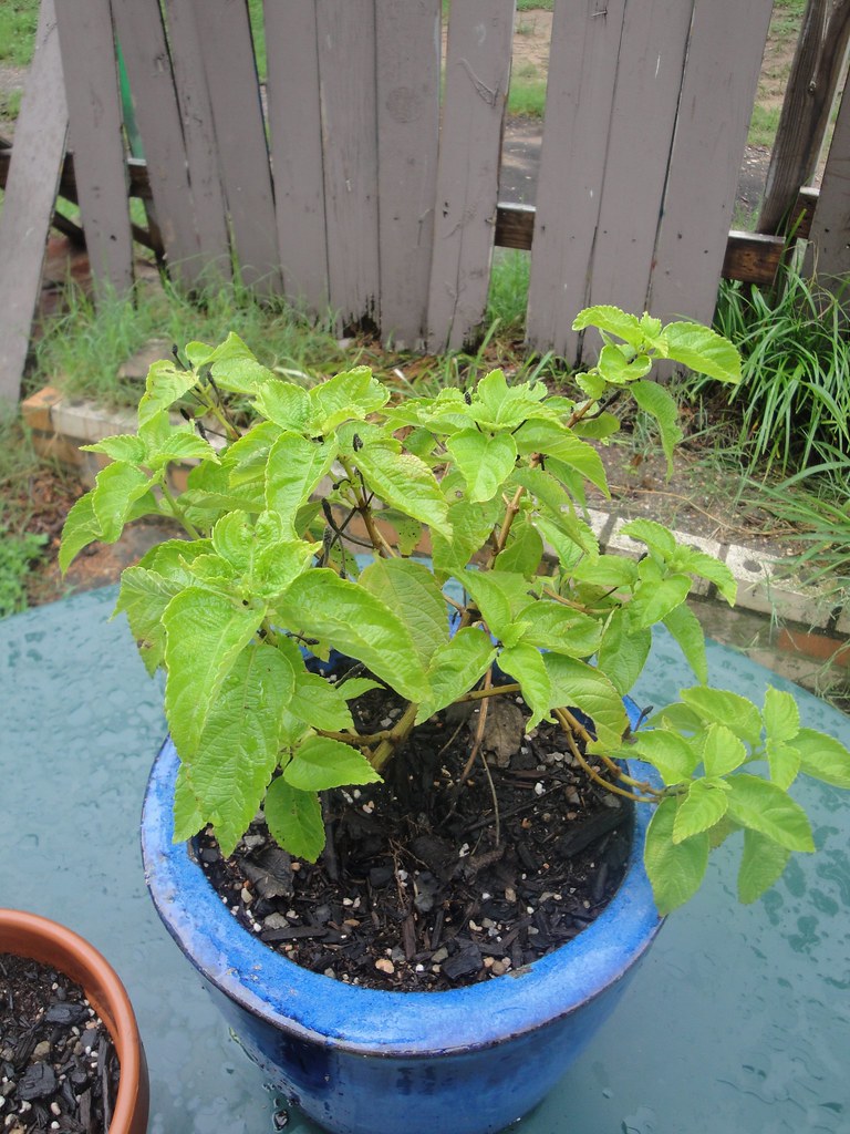 Lantana doesn't care for pot If I'd have known how big the… Flickr