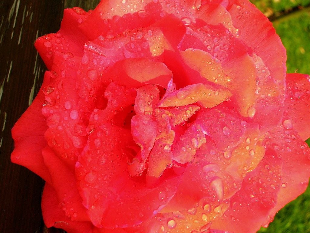 The fragrance of Roses always leads the way MizzieMorawez Flickr