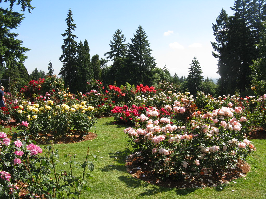 Portland Rose Garden Portland Rose Garden Ron Kane Flickr