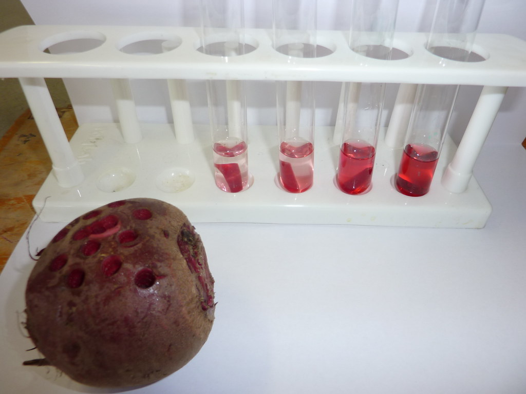 Beetroot osmosis experiment brittgow Flickr