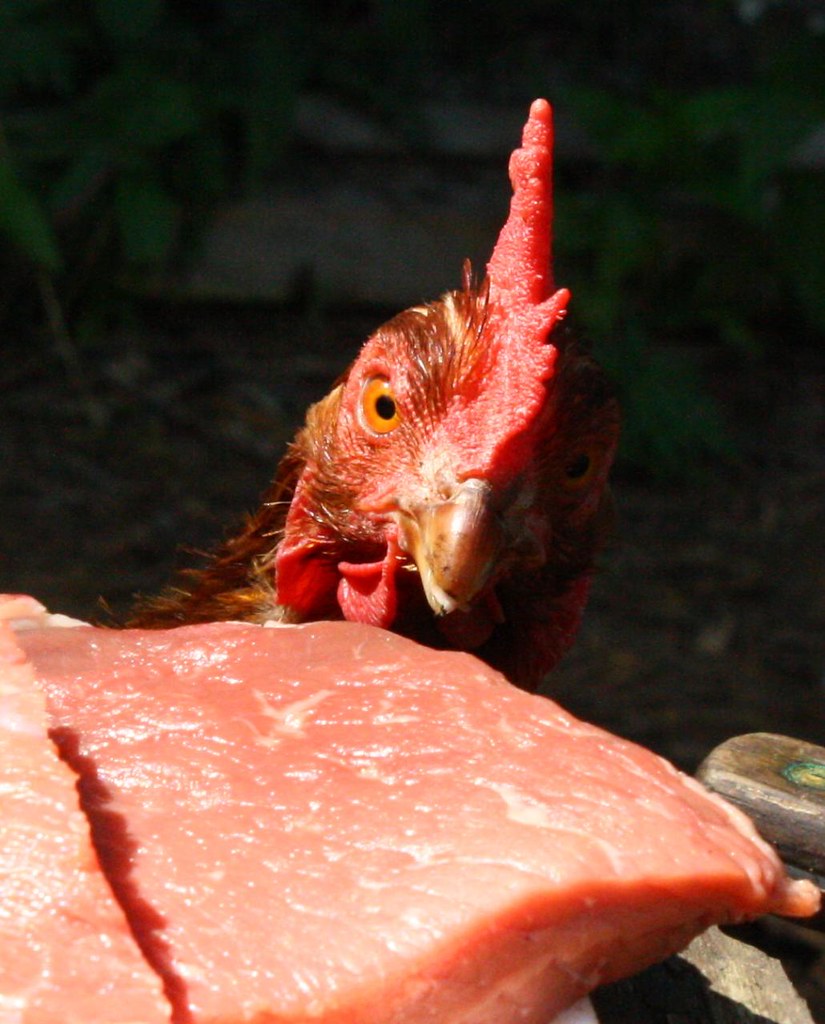 Chickens Like Meat Yes, this chicken is eying my dinner hu… Flickr