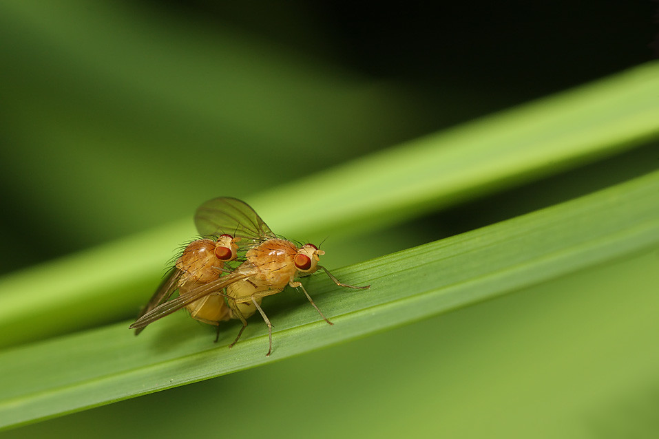 Mating fruit flies ? 1 Mating fruit flies? Tonbridge we… Flickr