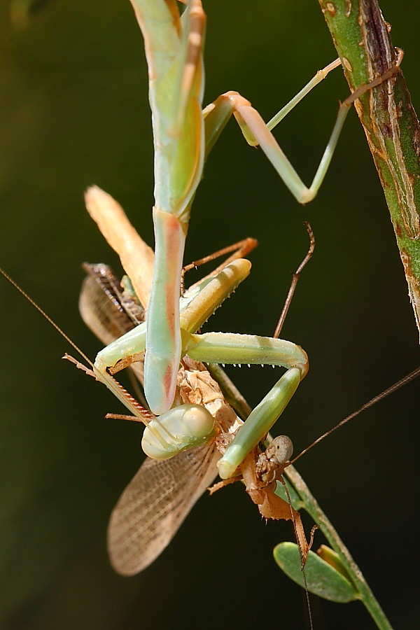 Mantis on mantis 1 Large green praying mantis attacking a … Flickr