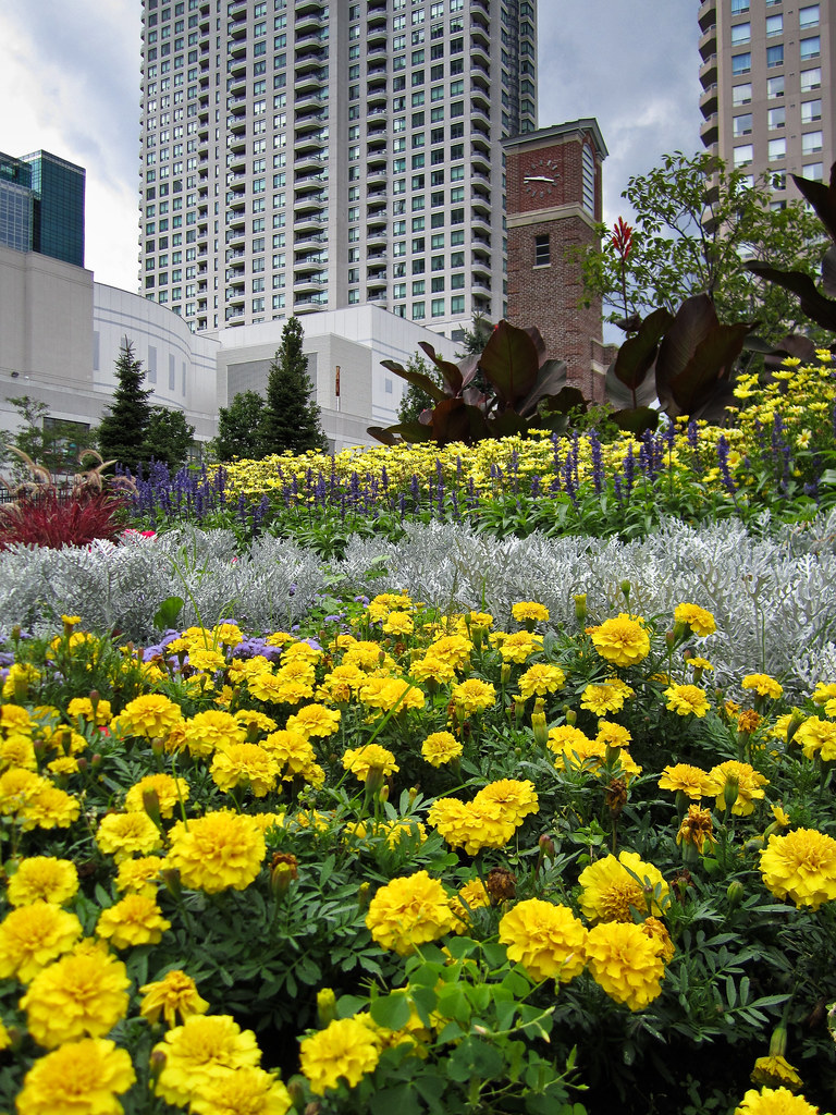 Flowers, Empress Walk 18 Hiilcrest Ave, Toronto Canon Powe… Flickr