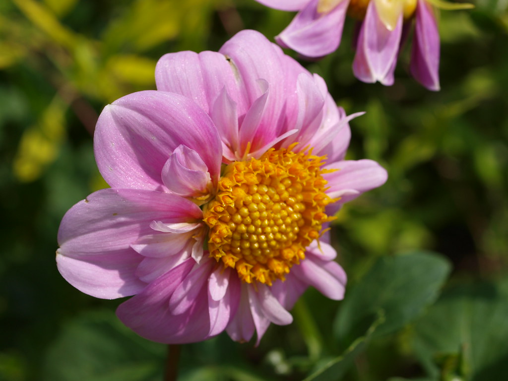 Dahlia 'Rosy Wings' 2010 Dahlia 'Rosy Wings' Type(CO) Colo… Flickr