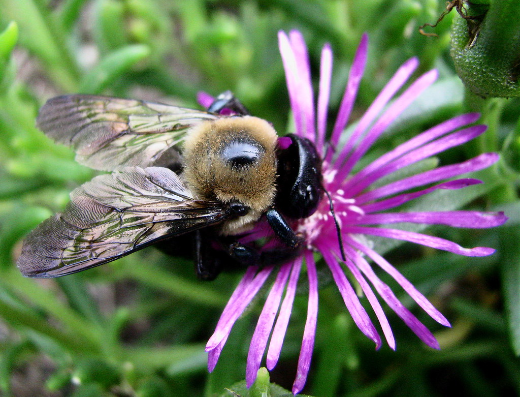 Busy Bee The busy bee has no time for sorrow.” William B… Flickr