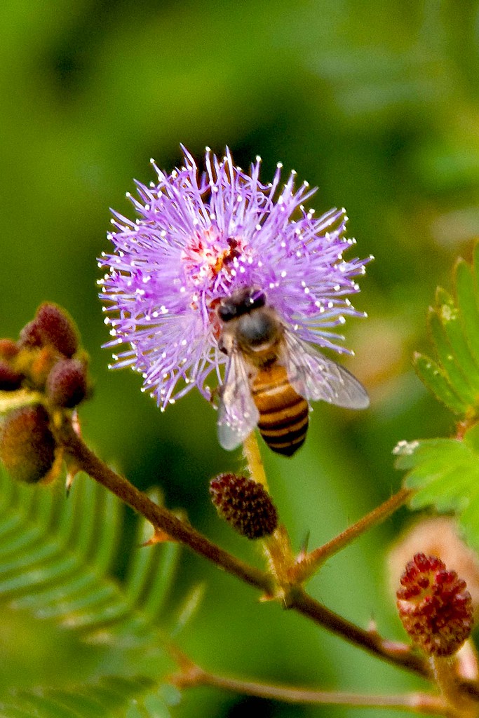 Mimosa flower & bee (II) 991 Hafiz Issadeen Flickr