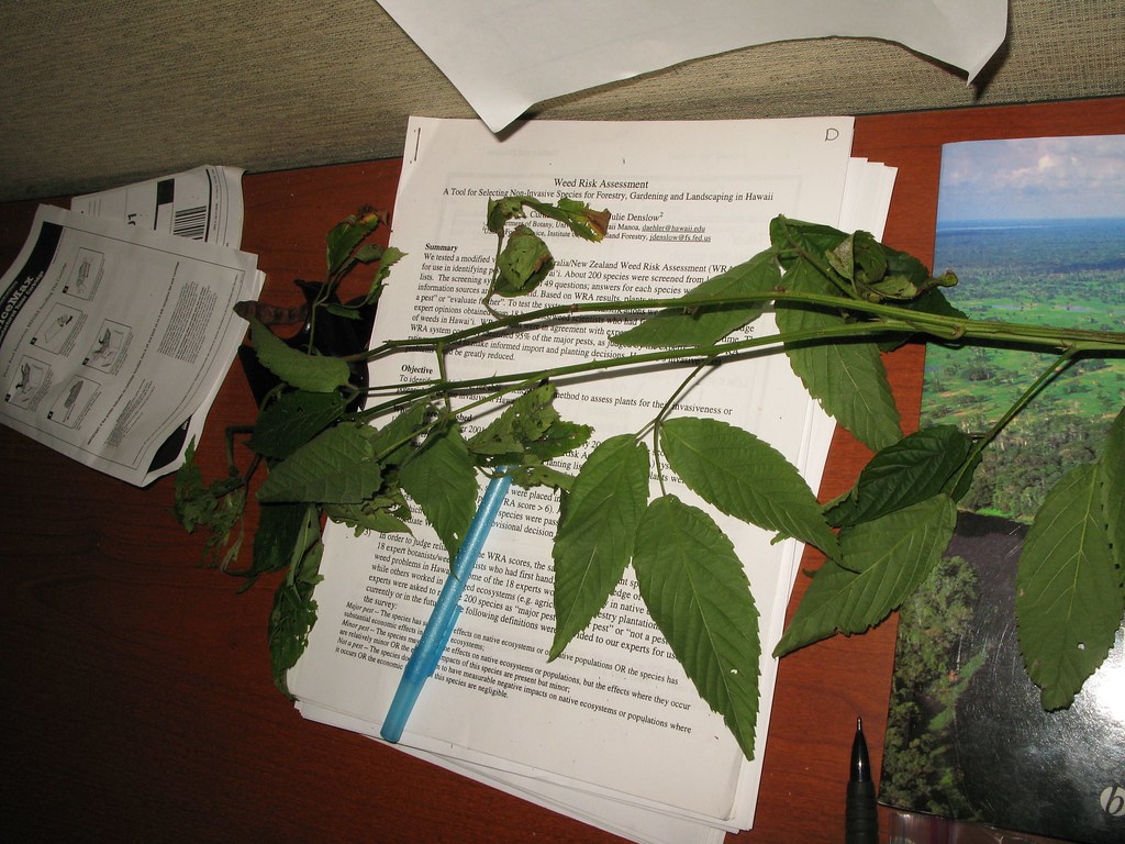 Rubus Laupahoehoe1 July 14, 2009. Laupahoehoe (forest rese… Flickr