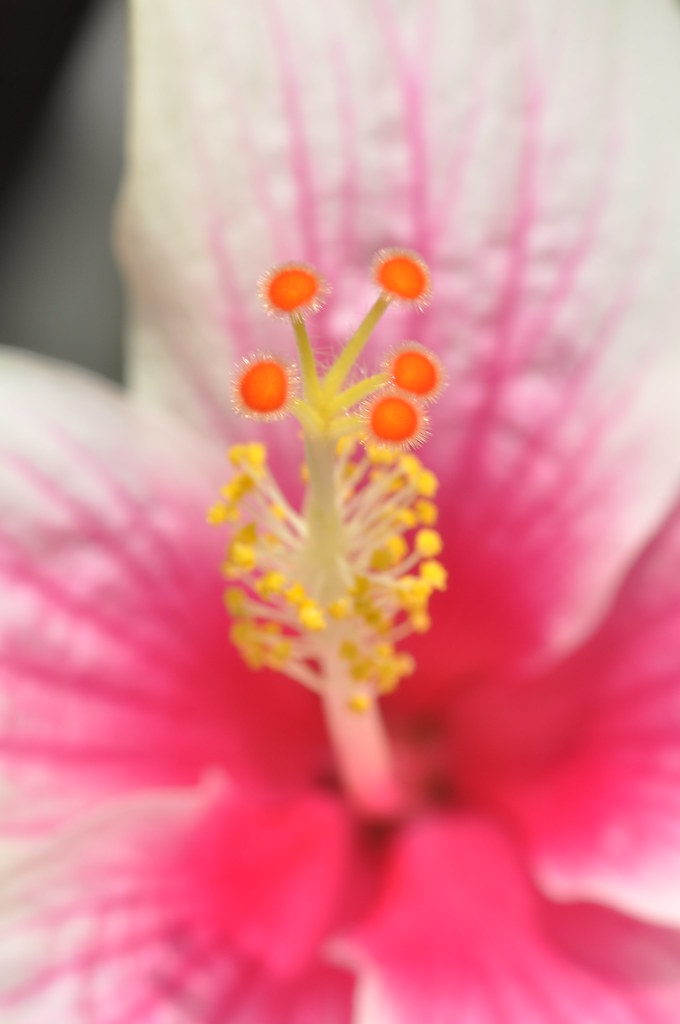 Hibiscus Hibiscus flower Marufish Flickr