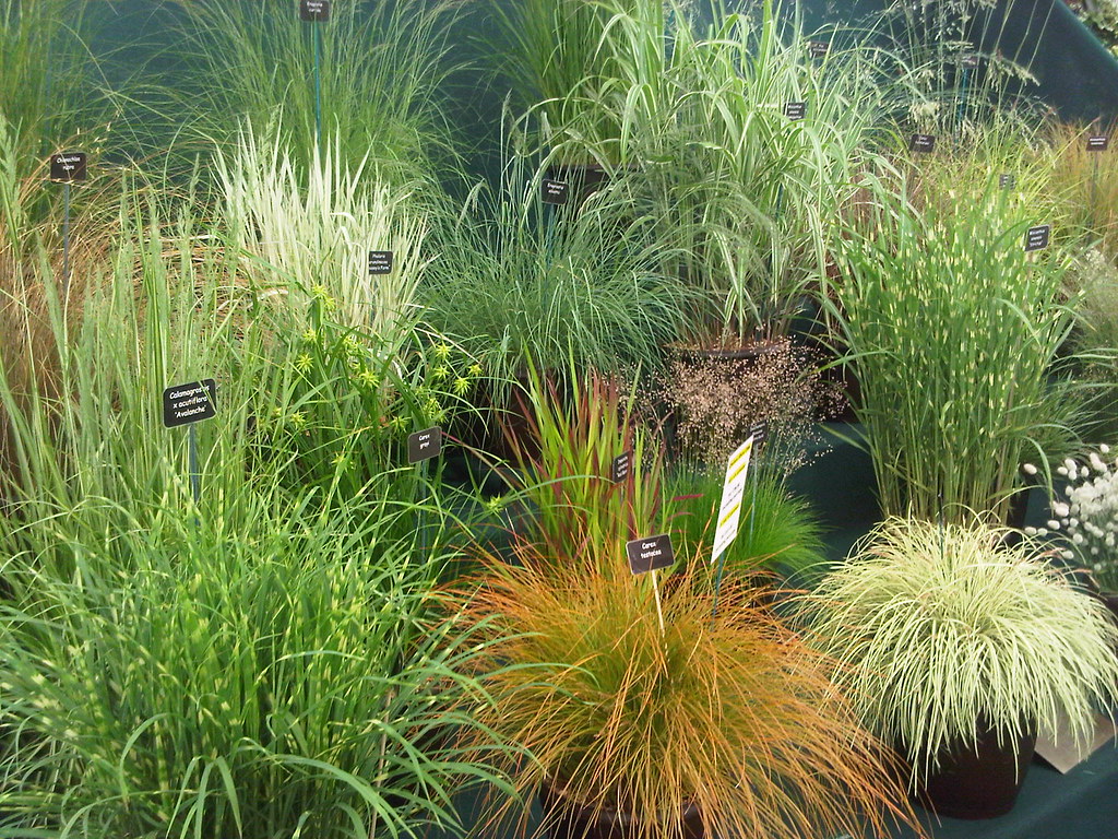 Ornamental Grasses Ornamental Grasses Eversley Nursery www… Flickr