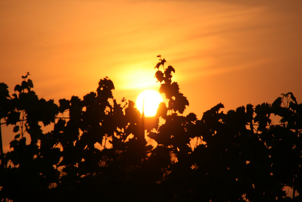 Sunset behind grapevine vavva_92 Flickr