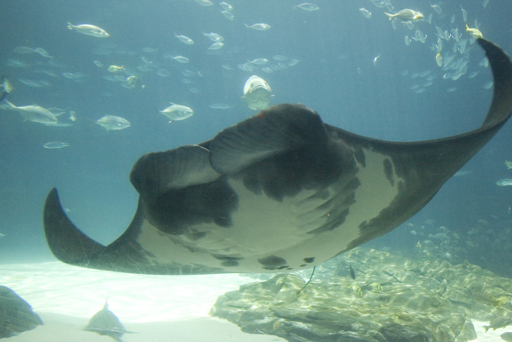 IMG_5801 Manta ray. Aquarium. Atlanta, jzunc Flickr