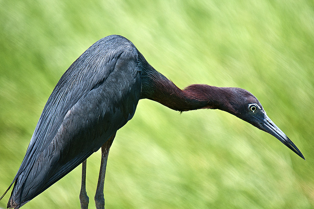 Little Blue Heron Bayou Sauvage NWR LA On the hunt Lit… Flickr