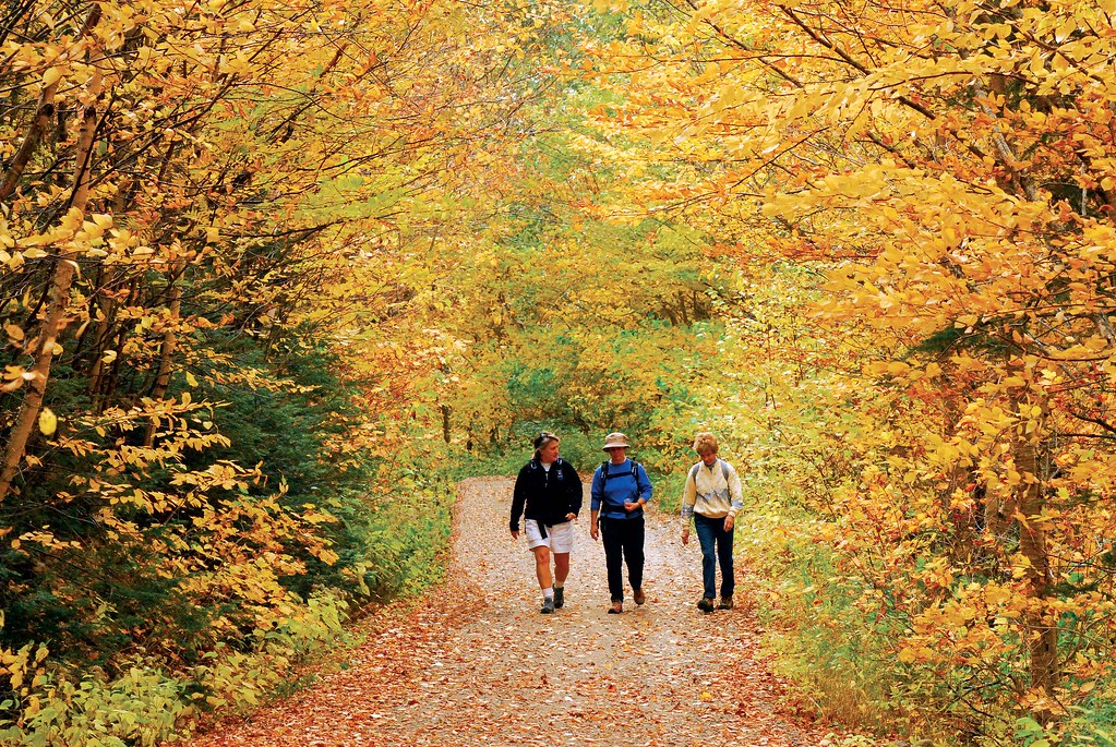Country Walkers guests walk below a canopy of golden leave… Flickr