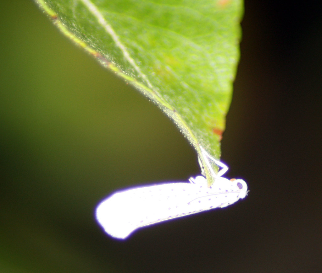 white moth with black spots Joyce Joy Flickr