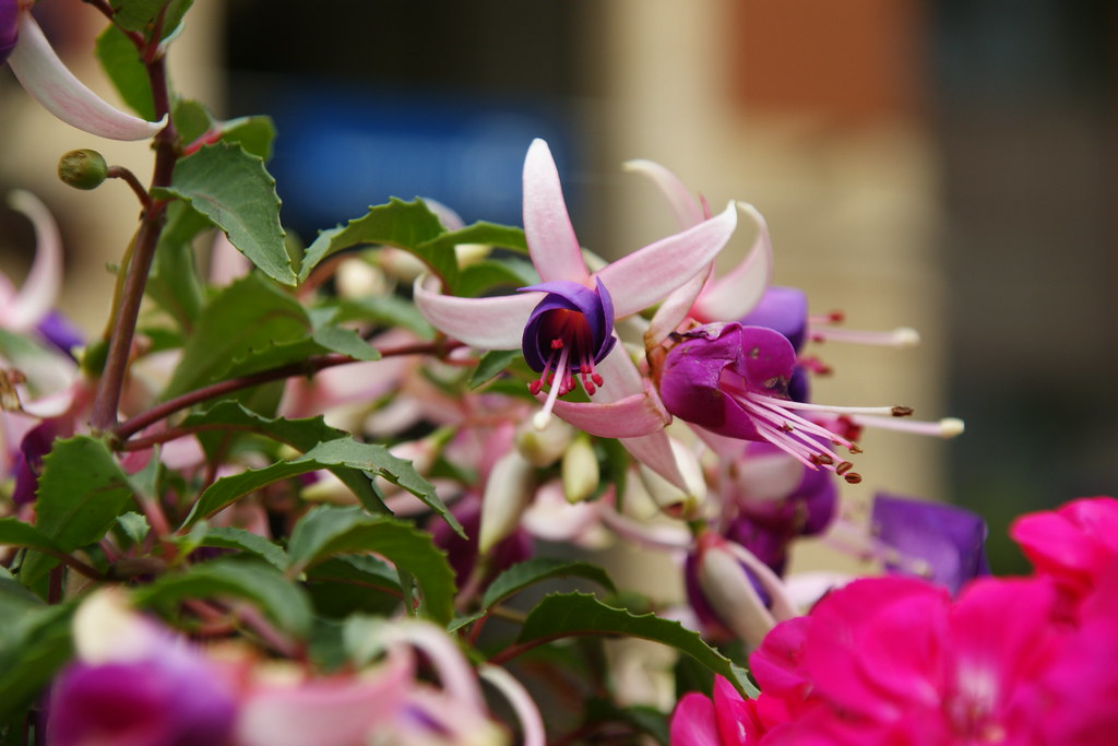 Flowers on Broad Street Taken on the Kelby Photowalk 2010 Flickr