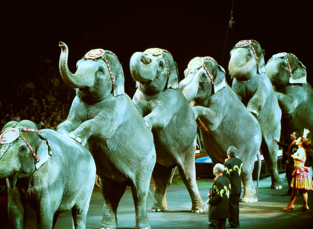 Zing Zang Zoom Circus