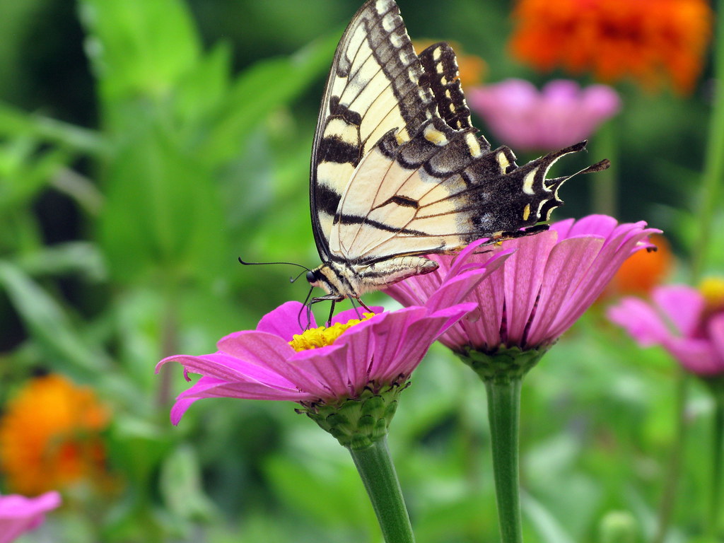 Flowers, Bees and Butterflies Pictures from Wind Watcher's… Flickr
