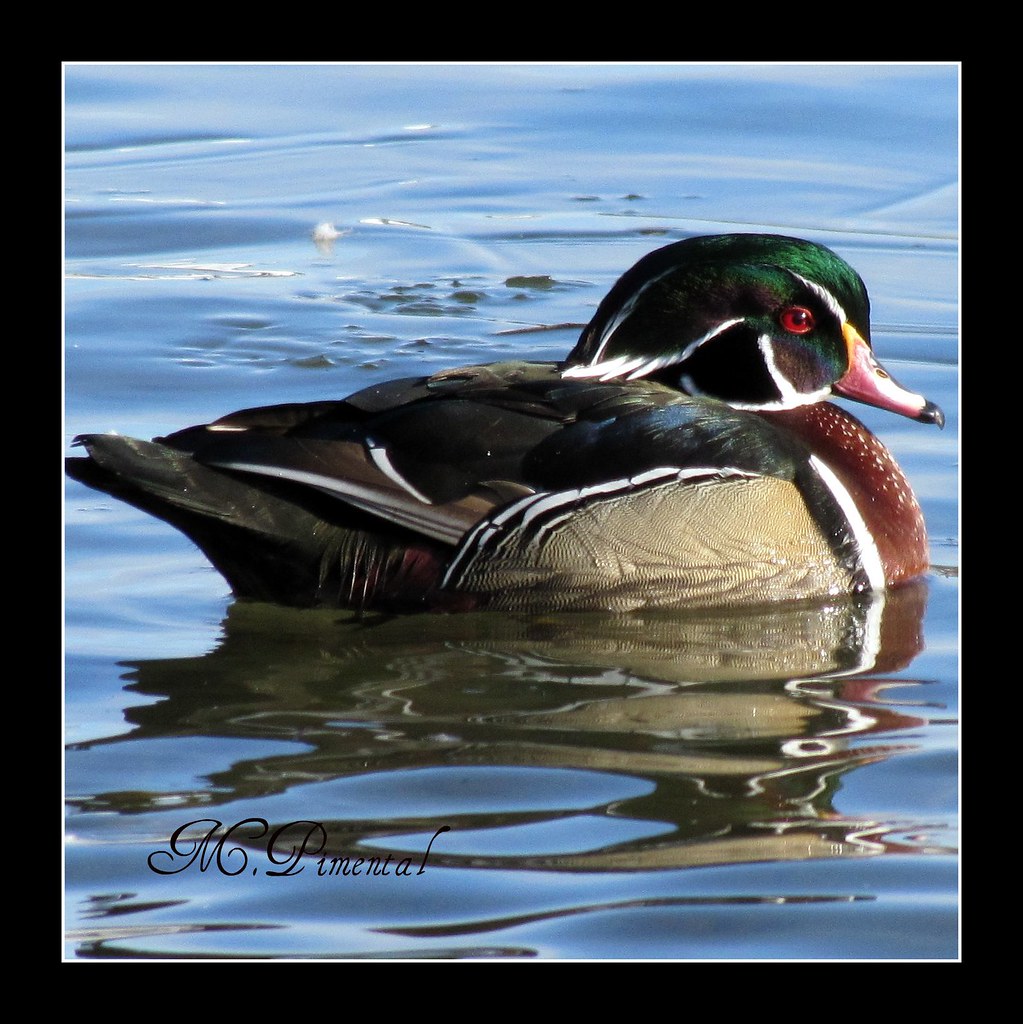 Wood Duck Wood Duck and lifer for me. Whites Landing (Chil… Flickr