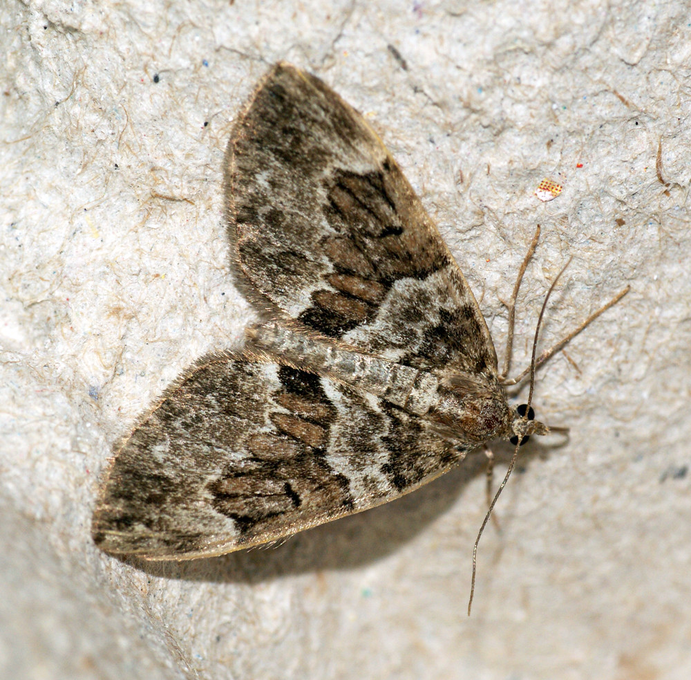 [1769] Spruce Carpet (Thera britannica) Ben Sale Flickr