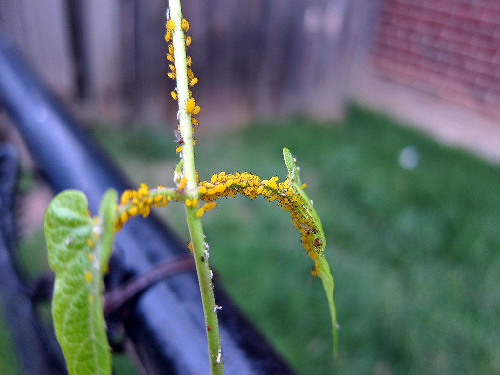 Tiny Orange Bugs I don't know what they are, but they are … Flickr