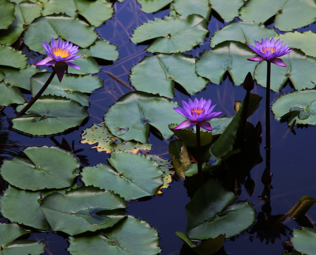 Water Lillies Dambulla Sri Lanka's national Flower the Blu… Flickr