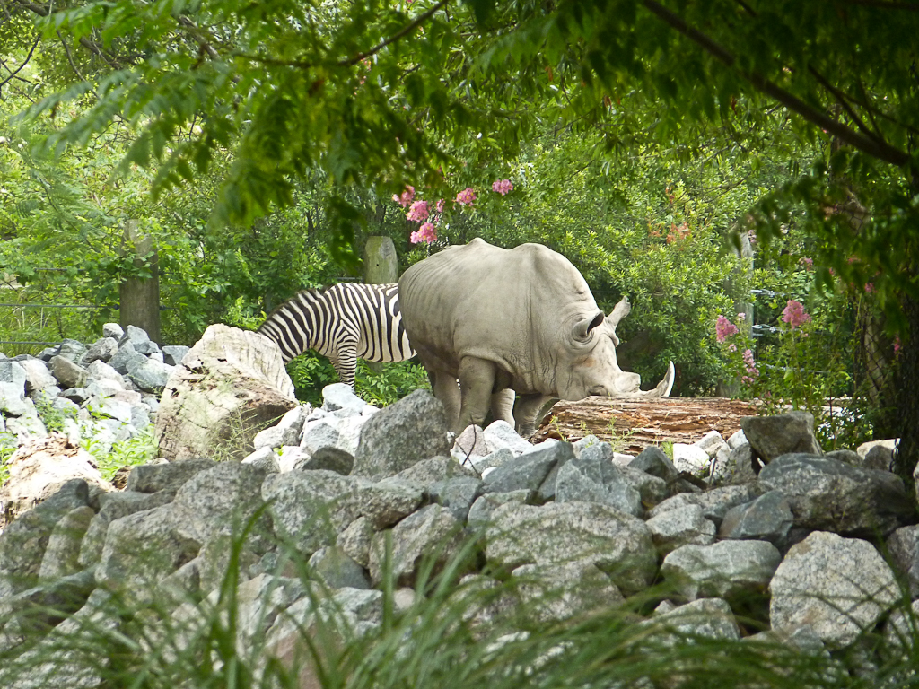 zebra rhino All taken at the Norfolk Zoo in Virginia Michael Tefft